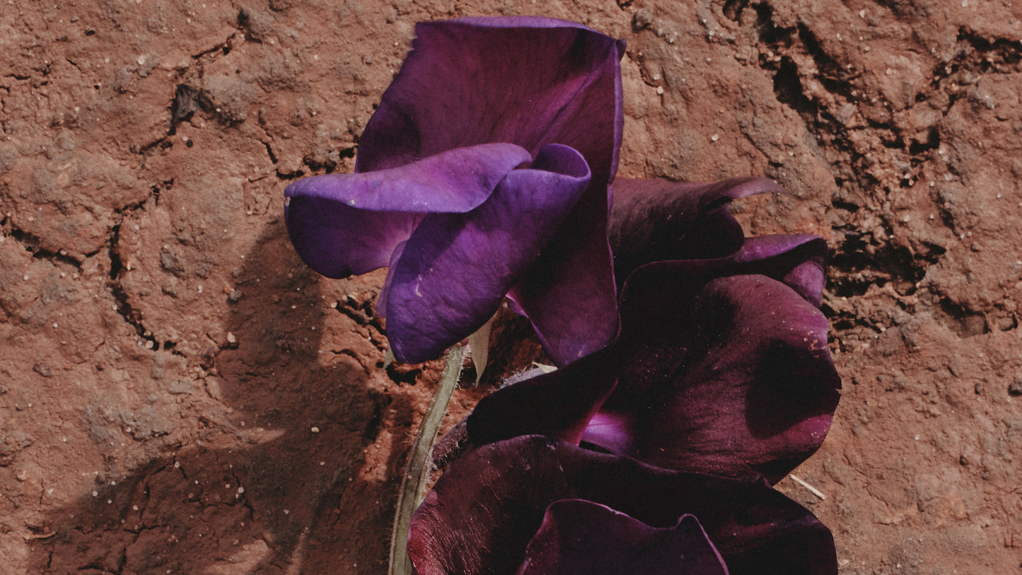 Rose Magnitude by Goldfield & Banks