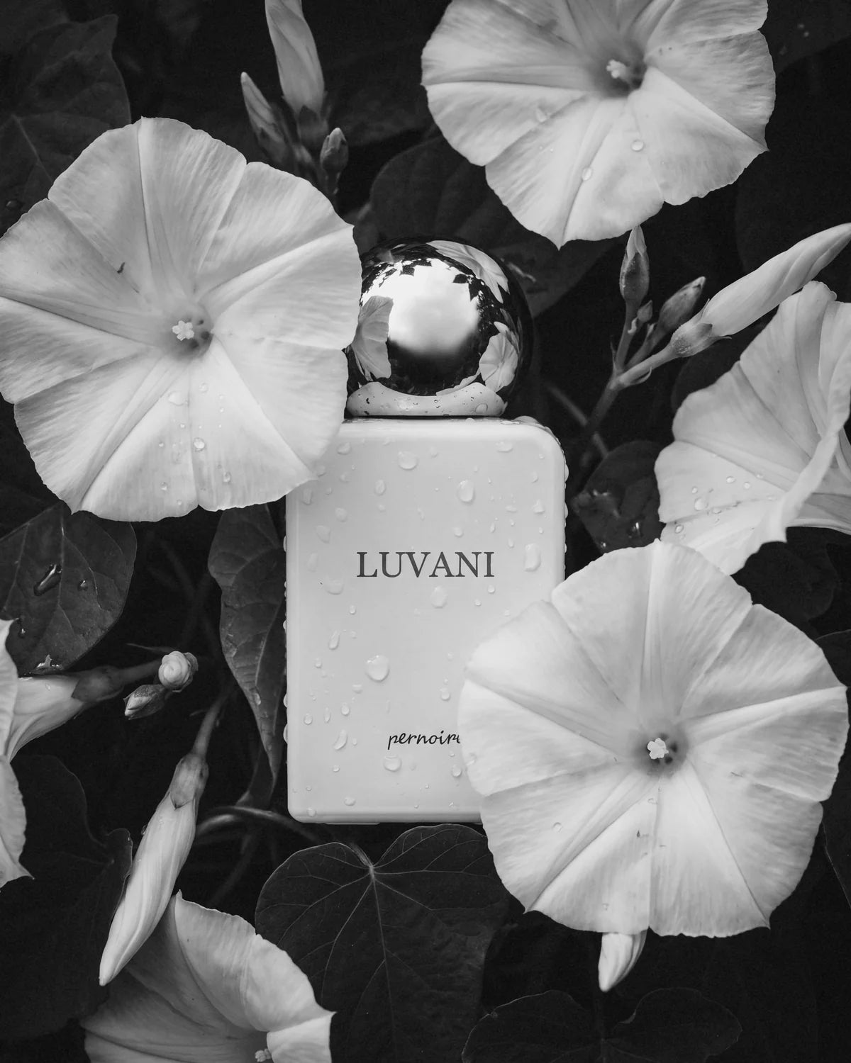Luvani by pernoire